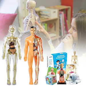 Kit modèle du corps humain pour enfants de 3 à 4 ans