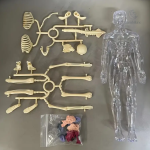 Découverte de l'anatomie pour les tout-petits