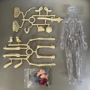 Découverte de l'anatomie pour les tout-petits