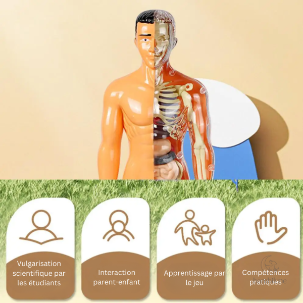 Jouet d'apprentissage sur le corps humain pour petits