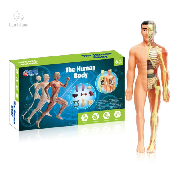 Modèle éducatif pour explorer l'anatomie en jouant