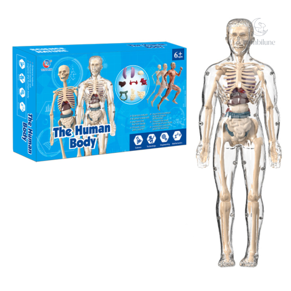 Ensemble d'anatomie pour stimuler la curiosité des enfants