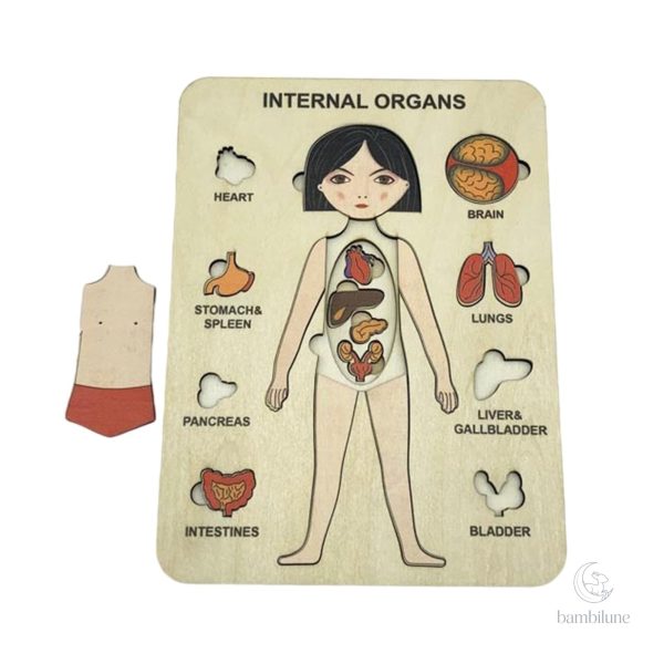 Jouet en bois pour apprendre l'anatomie
